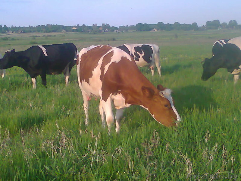 Творог, молоко, сметана, масло,сыр - Изображение #1, Объявление #1022648