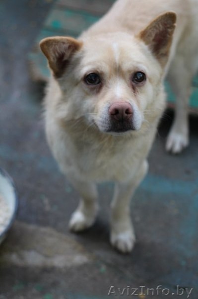 Щенок, мальчик в дар в хорошие руки - Изображение #1, Объявление #1023439