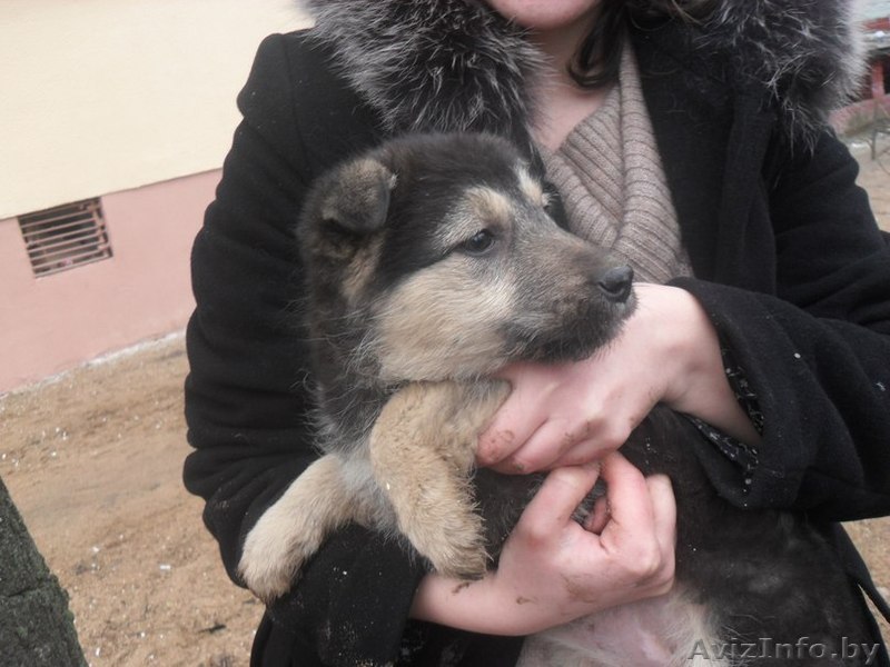 Юный охранник в дар - Изображение #1, Объявление #1046415