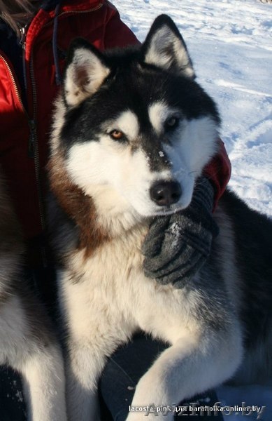 куплю родословную или щенячку для  хаски  - Изображение #1, Объявление #1040681