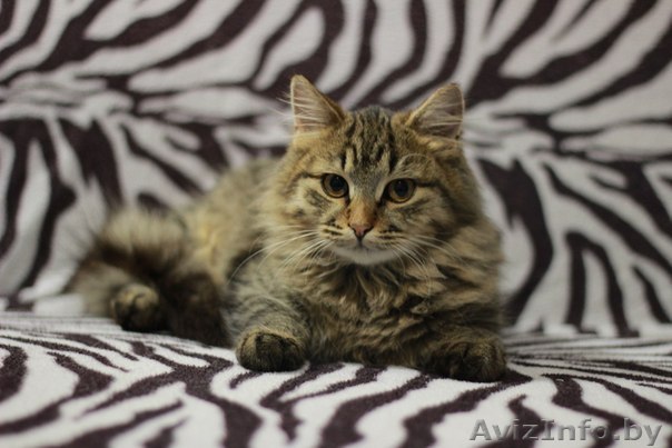 Стерилизованная кошечка-подросток в дар!! - Изображение #1, Объявление #1040828