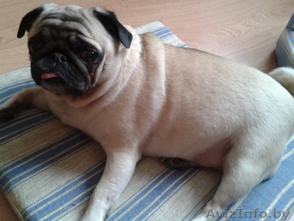 Мопсиха-потеряшка в дар!! - Изображение #1, Объявление #1035300