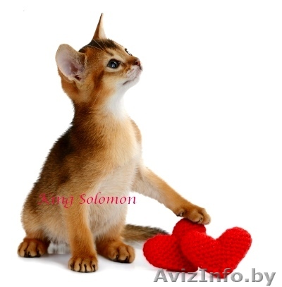 Абиссинская порода-котята - Изображение #1, Объявление #1057104