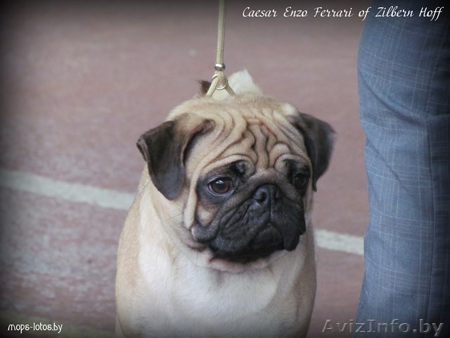 Вязка мопс предлагаем привозного кобеля - Изображение #1, Объявление #1063775