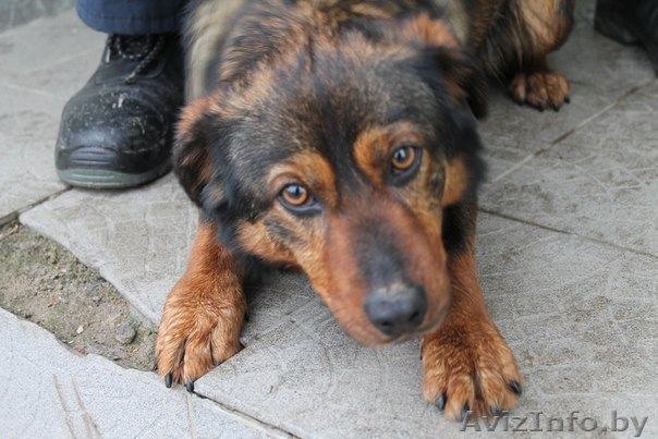 Добрейший пес ищет семью - Изображение #1, Объявление #1054970