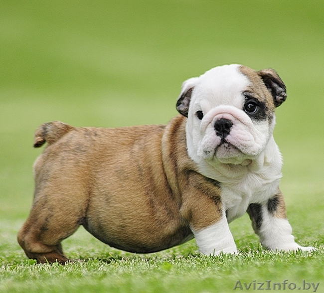 Английский бульдог щенки  - Изображение #1, Объявление #1063674