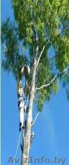 Удаление (Валка)деревьев - Изображение #1, Объявление #1051382