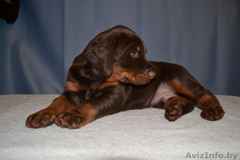 достойные щенки добермана от титулованных родителей - Изображение #1, Объявление #1057521