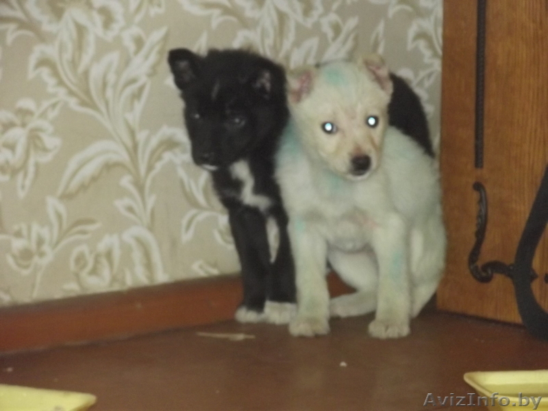 SoS!!два маленьких щенули были выброшены в лес!  - Изображение #1, Объявление #1050064