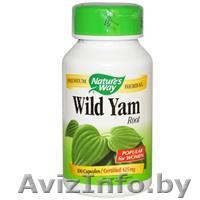 Дикий Ямс (Wild Yam) - Изображение #1, Объявление #1051322