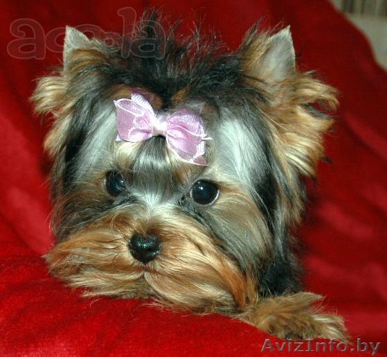  продам щенки йоркширского терьера - Изображение #1, Объявление #1052627