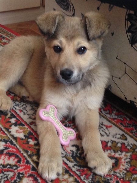 Щенок Бадди в дар - Изображение #1, Объявление #1070034