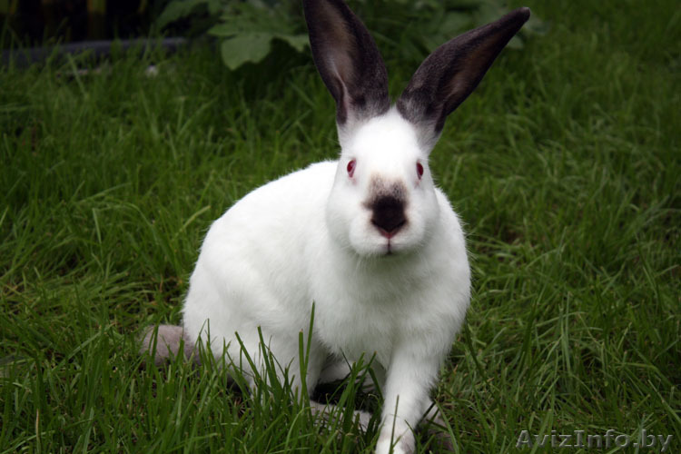 Предлагаю мясо молодого кролика (тушки), также  живых, оптом и розница - Изображение #1, Объявление #1072699