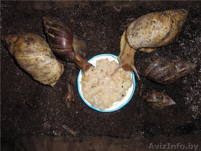 Ахитина гигантская улитка - Изображение #1, Объявление #1069634