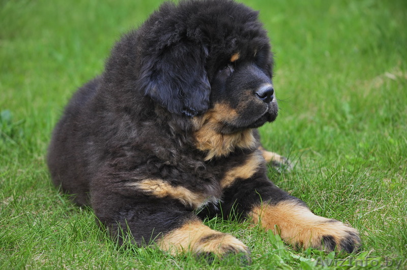 Щенки тибетского мастифа из Литвы - Изображение #1, Объявление #1079896