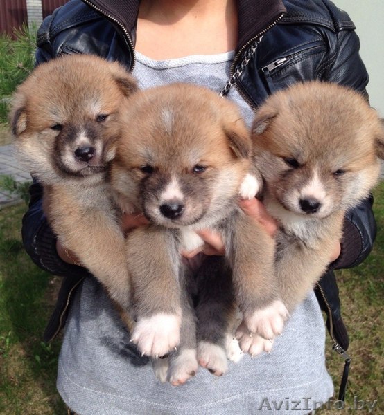 щенки акиты (японской) - Изображение #1, Объявление #1080821