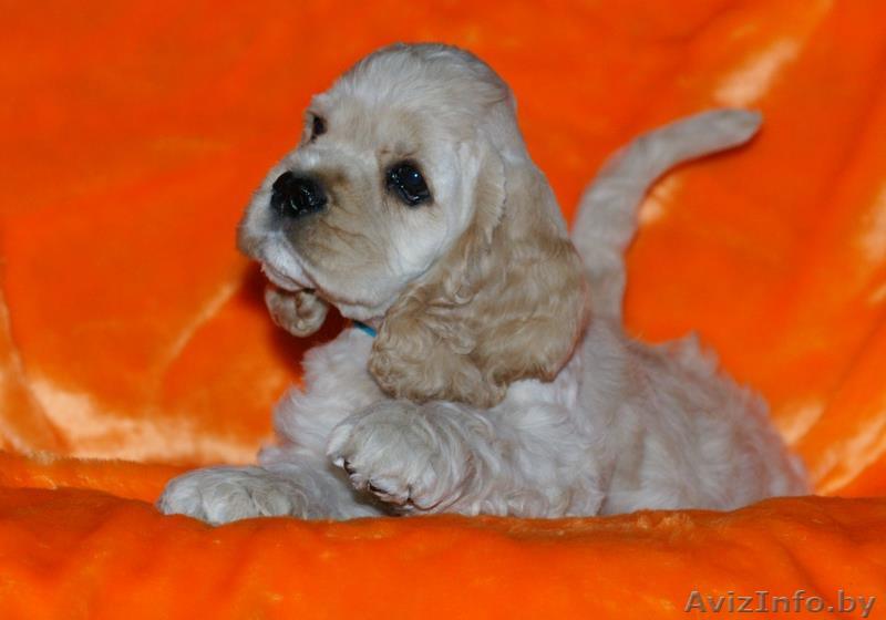 Американский кокер спаниель. Щенки. - Изображение #1, Объявление #1065195