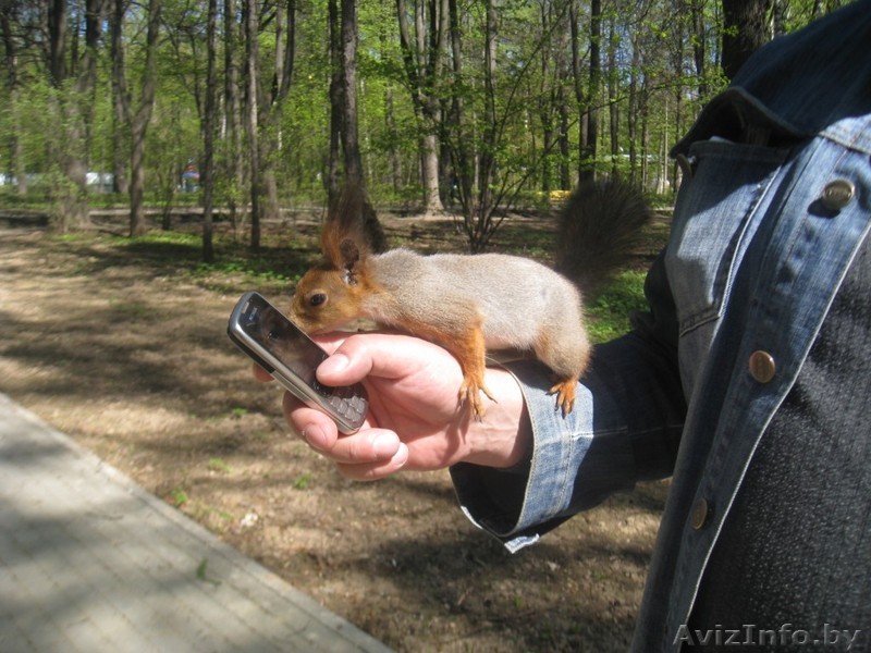 Белочки !!!!!!!! - Изображение #1, Объявление #1091915