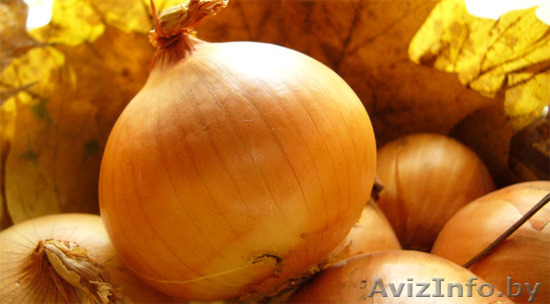 Покупаем многозачатковый лук для выгонки на перо - Изображение #1, Объявление #1091661