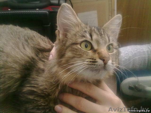 Кошка ищет новый дом - Изображение #1, Объявление #1089217