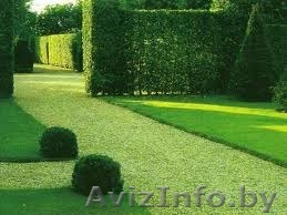 Газон дома. Английский газон - Изображение #1, Объявление #1093098