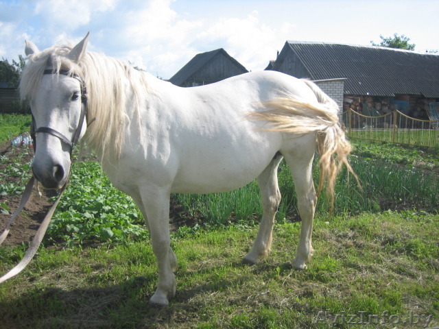 Продаётся обученная, послушная, добрая ,лошадка "Машка".Возвраст 12 лет.Минский  - Изображение #1, Объявление #1100761