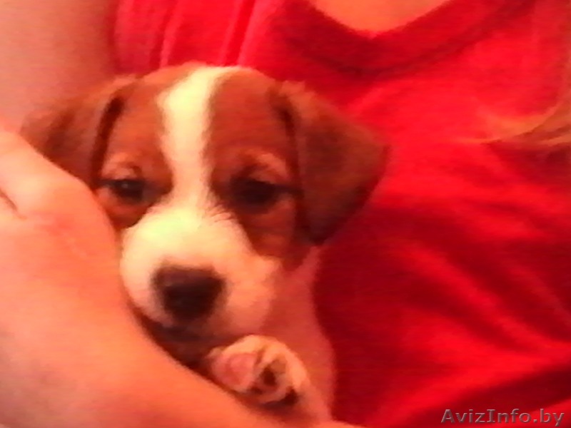 Шикарные щенки Джек Рассел Терьера - Изображение #1, Объявление #1103442