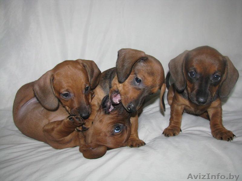 Щенки чистокровной таксы - Изображение #1, Объявление #1106979