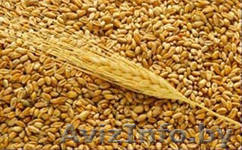 Компания закупает зерно фуражное - Изображение #1, Объявление #1122794