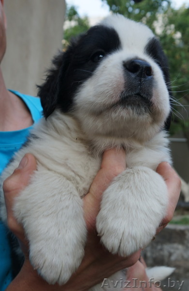 Срочно! Щенки сенбернара от чемпиона Мира! - Изображение #1, Объявление #1122648