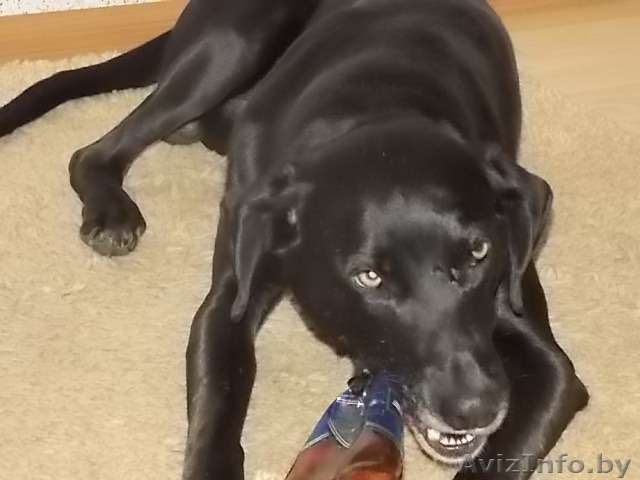 заиметь друга....Гордея....черного окраса - Изображение #1, Объявление #1122743