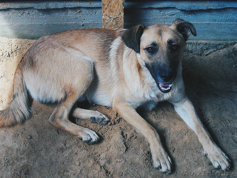 Охранник ищет новый дом - Изображение #1, Объявление #1128629