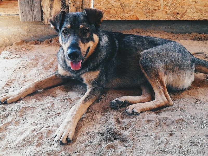 Охранная собака в хорошие руки - Изображение #1, Объявление #1128631