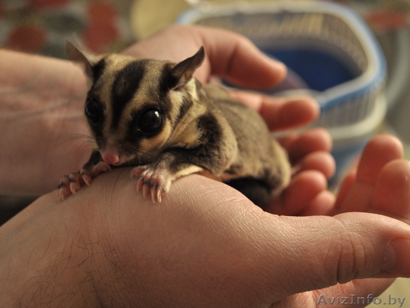 Сахарный поссум в Минске - Изображение #1, Объявление #1131367
