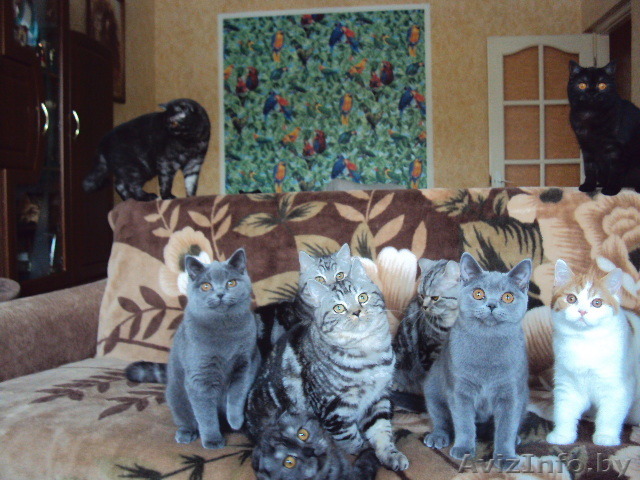 Котята  породы шотландская и британская кш. - Изображение #1, Объявление #1134364