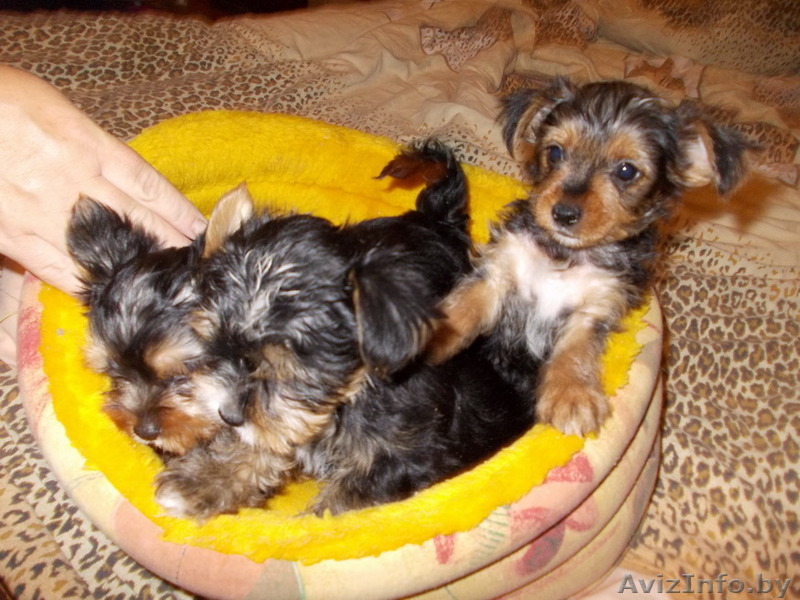 Щенкb йоркширского терьера - Изображение #1, Объявление #1135156