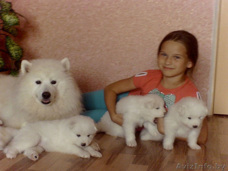 пушистые щеночки ждут своих добрых хозяев,чтоб подарить вам много радости и любв - Изображение #1, Объявление #1137912