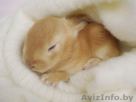 Кролики МИНИ в Минске - Изображение #1, Объявление #1132889