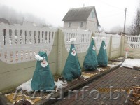 Укрытие на зиму для туй 110х90 зеленое с рисунком - Изображение #1, Объявление #1147881