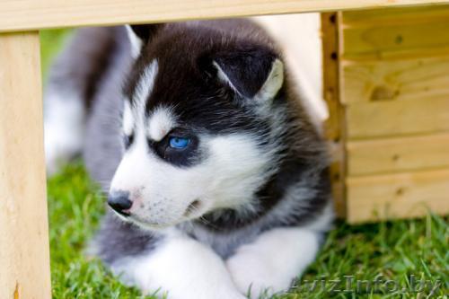 продам щенков хаски. голубоглазые мальчишки ждут хозяев - Изображение #1, Объявление #1152678