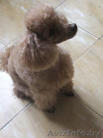 стрижка пуделей  и других пород собак в городе Минске - Изображение #1, Объявление #1141713