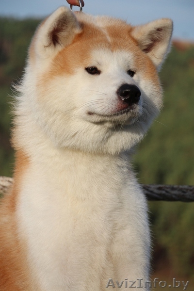 АКИТА-ИНУ кобель для вязок - Изображение #1, Объявление #1153535