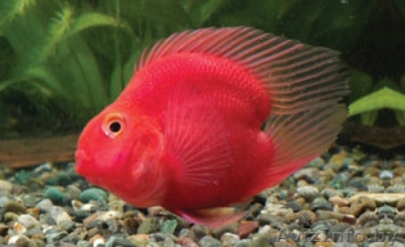 Попугай пурпурный - Аквариумные рыбки - Изображение #1, Объявление #1150321