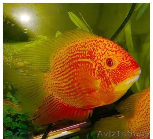 Северум красный жемчуг (ложный дискус) - Аквариумные рыбки - Изображение #1, Объявление #1150320