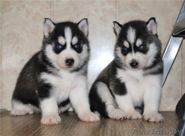 Щенки Сибирского Хаски. - Изображение #1, Объявление #1162148