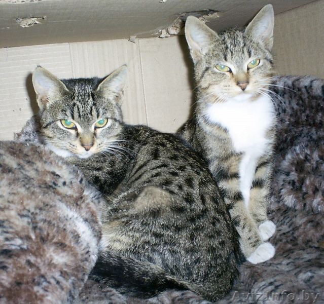 Симпатичные котята в дар - Изображение #1, Объявление #1163862