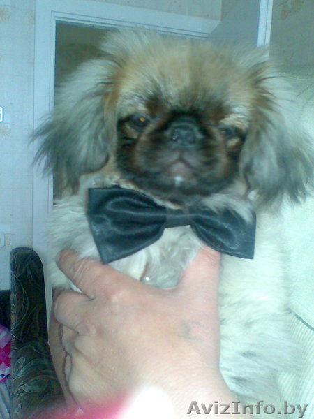 Вязка породистых собак - Изображение #1, Объявление #1165510