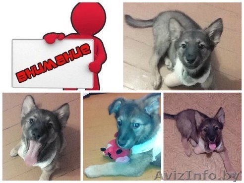 Очаровательный щенок в добрые руки - Изображение #1, Объявление #1162669