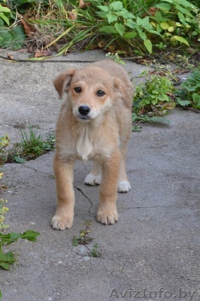 Щенуля в добрые и ответственные руки! - Изображение #1, Объявление #1161678