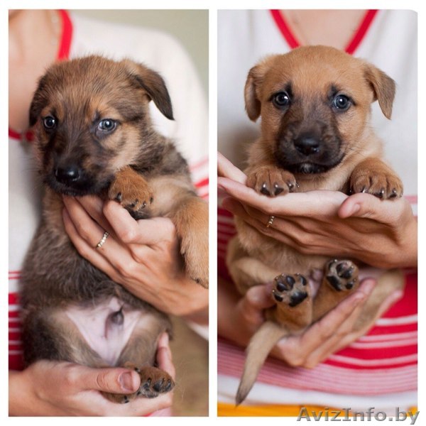 Красивые щеночки от небольшой собачки - Изображение #1, Объявление #1164228